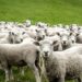 Herd of Sheep Devour Hundreds of Pounds of Pot in Greece