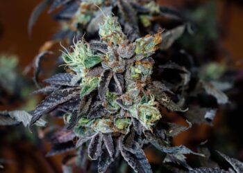 Pot Odor Does Not Justify Probable Cause for Vehicle Searches, Minnesota Court Affirms