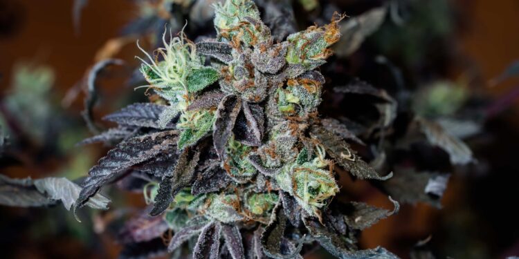 Pot Odor Does Not Justify Probable Cause for Vehicle Searches, Minnesota Court Affirms