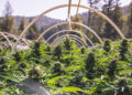 Ballot Initiative Could Crush Cannabis Cultivation in Humboldt