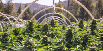 Ballot Initiative Could Crush Cannabis Cultivation in Humboldt