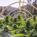 Ballot Initiative Could Crush Cannabis Cultivation in Humboldt