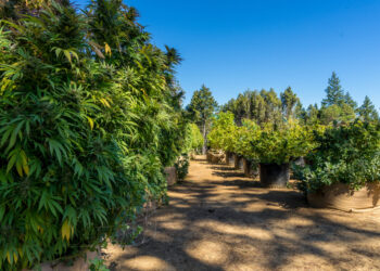 Number of Licensed Hemp Farms in Kansas Decreases From 200 to 41