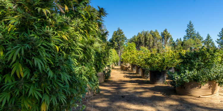 Number of Licensed Hemp Farms in Kansas Decreases From 200 to 41