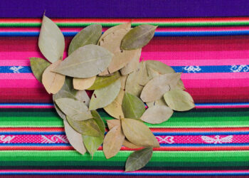 Colombia Breaks Coca Cultivation Record, UN Report Finds