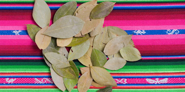 Colombia Breaks Coca Cultivation Record, UN Report Finds