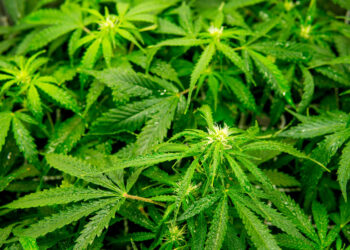 Federal Judge in Arkansas Blocks Hemp Cannabinoids Ban in Pivotal Ruling