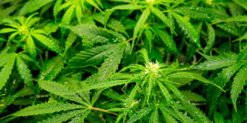 Federal Judge in Arkansas Blocks Hemp Cannabinoids Ban in Pivotal Ruling