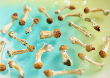 Michigan Lawmakers Call On Congress To Consider Psychedelic Treatment For Vets