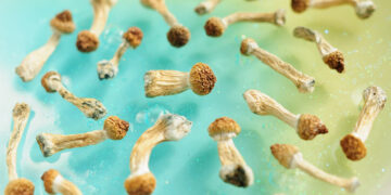 Michigan Lawmakers Call On Congress To Consider Psychedelic Treatment For Vets