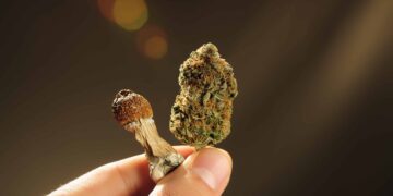 Two Amendments Relating to Cannabis, Psychedelic Research Added to Defense Bill