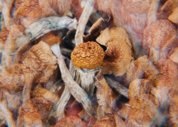 Oregon Psilocybin Service Centers Set High Prices, Thousands Have Already Waitlisted