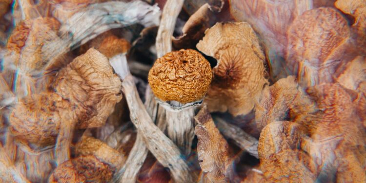 Oregon Psilocybin Service Centers Set High Prices, Thousands Have Already Waitlisted