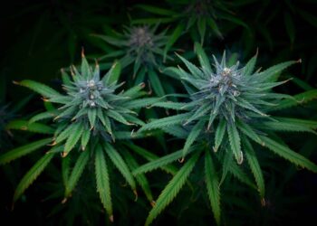 Massachusetts Cannabis Control Commission Audit Results Published