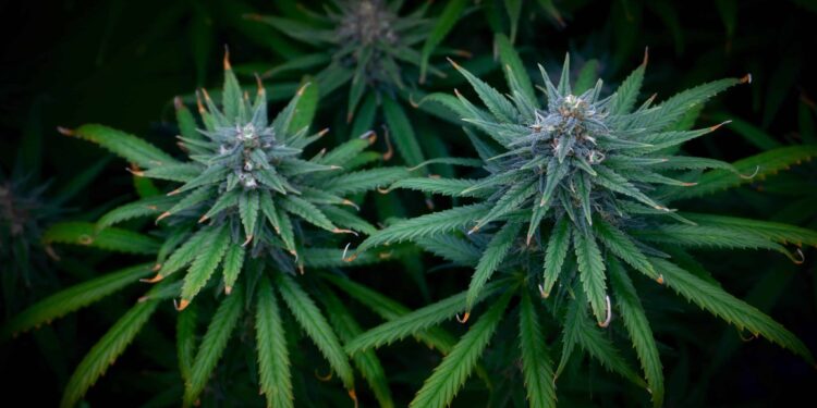 Massachusetts Cannabis Control Commission Audit Results Published