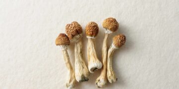 Detroit Police Raid Psilocybin Church After Newspaper Feature