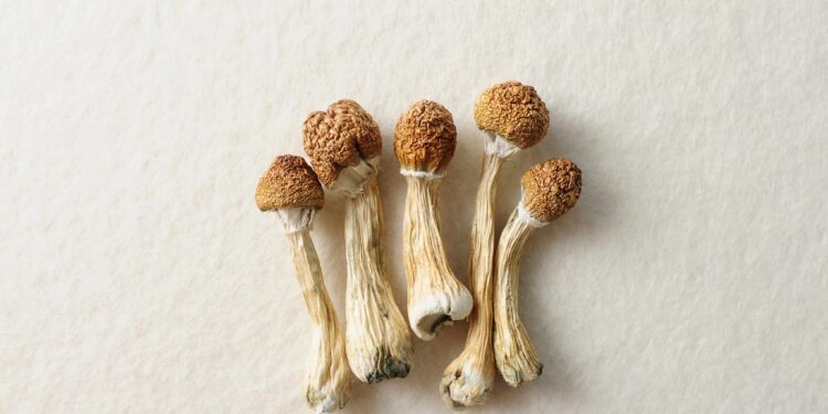 Detroit Police Raid Psilocybin Church After Newspaper Feature