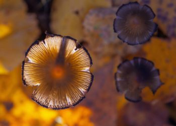 European Lobby Says Experienced Trippers Should Advise On Psychedelic Use