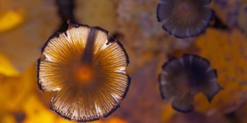 European Lobby Says Experienced Trippers Should Advise On Psychedelic Use