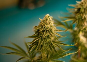 Republican Legislators Call on DEA To Reject Recommendation To Reschedule Cannabis