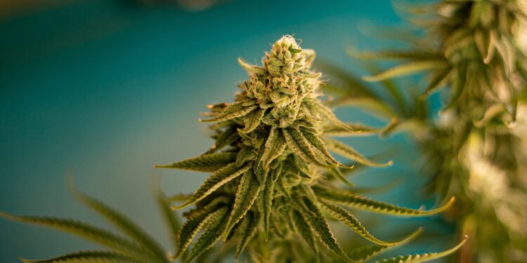 Republican Legislators Call on DEA To Reject Recommendation To Reschedule Cannabis