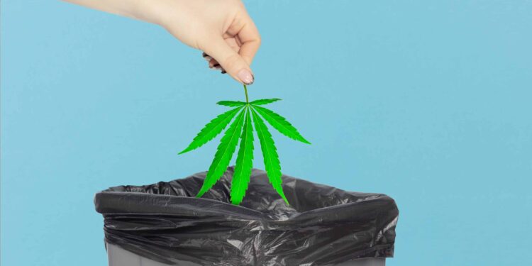 Denmark Parliament Inquiry Shows That 320,862 Pounds of Cannabis Have Been Destroyed