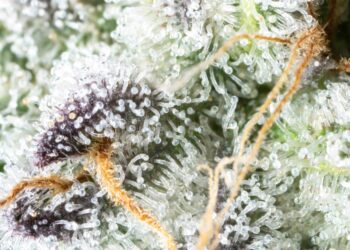 North Carolina Tribe Votes To Legalize Recreational Cannabis