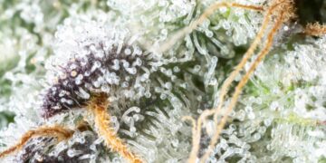 North Carolina Tribe Votes To Legalize Recreational Cannabis