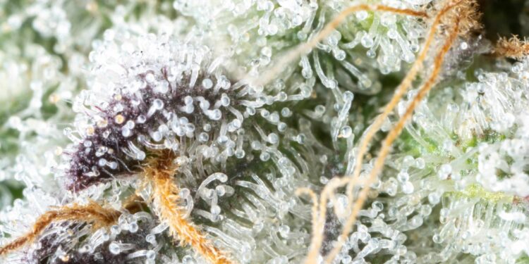 North Carolina Tribe Votes To Legalize Recreational Cannabis