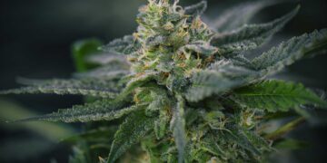 Illinois County Forces Dispensaries to Display Warning Labels About ‘Mental Health Dangers’ and ‘Suicidal Ideation’