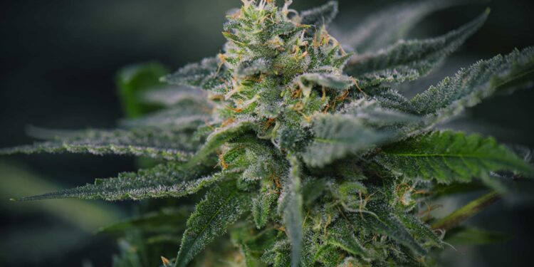 Illinois County Forces Dispensaries to Display Warning Labels About ‘Mental Health Dangers’ and ‘Suicidal Ideation’