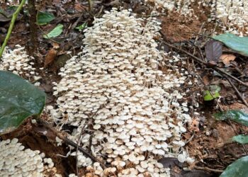 India Carves Out Its Own Lane in the Shroom Boom