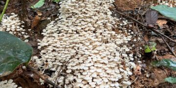 India Carves Out Its Own Lane in the Shroom Boom