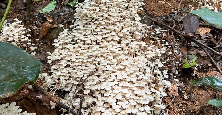 India Carves Out Its Own Lane in the Shroom Boom