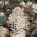 India Carves Out Its Own Lane in the Shroom Boom