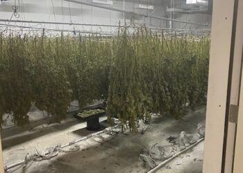 Nearly $37M of Illegal Weed Found in Oakland, California Warehouse