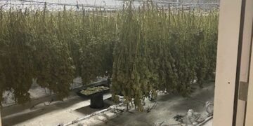 Nearly $37M of Illegal Weed Found in Oakland, California Warehouse