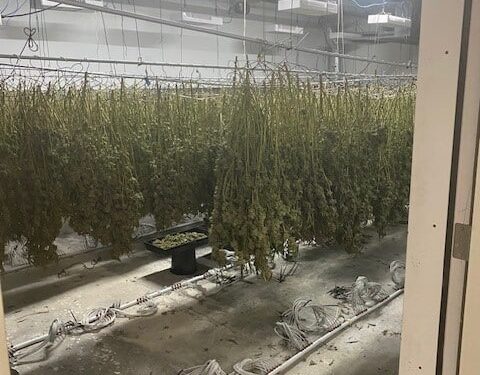 Nearly $37M of Illegal Weed Found in Oakland, California Warehouse