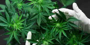 Old, Unused Lumber Facility in Minnesota Set To Become Cannabis Cultivation, Manufacturing Facility