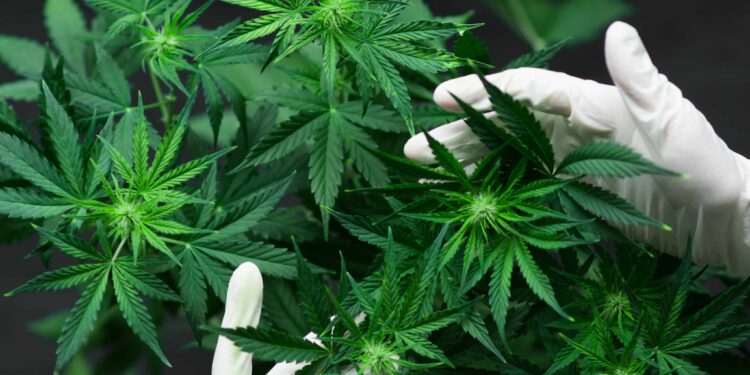 Old, Unused Lumber Facility in Minnesota Set To Become Cannabis Cultivation, Manufacturing Facility