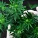 Old, Unused Lumber Facility in Minnesota Set To Become Cannabis Cultivation, Manufacturing Facility