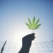 Last Prisoner Project’s State of Cannabis Justice Report Highlights Sobering Realities