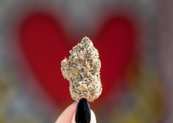 New Jersey Cannabis Funds Used for Hospital-Based Intervention Services