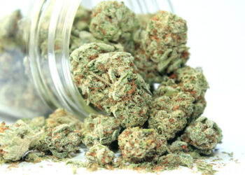 Harlem’s First Dispensary Opens to Customers