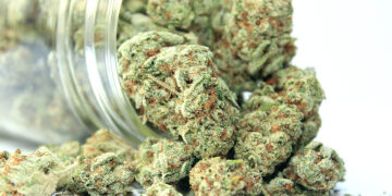 Harlem’s First Dispensary Opens to Customers