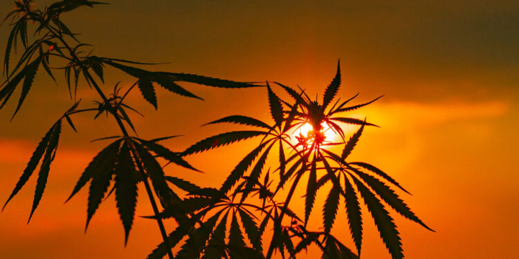 Sacramento City Council Meeting ‘Delves Into Chaos’ After Closing 11-Acre Pot Farm