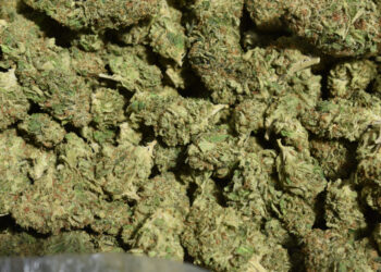 Advocates in Lubbock, Texas Collected Enough Signatures for Weed Decriminalization Initiative