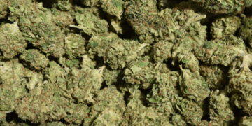 Advocates in Lubbock, Texas Collected Enough Signatures for Weed Decriminalization Initiative