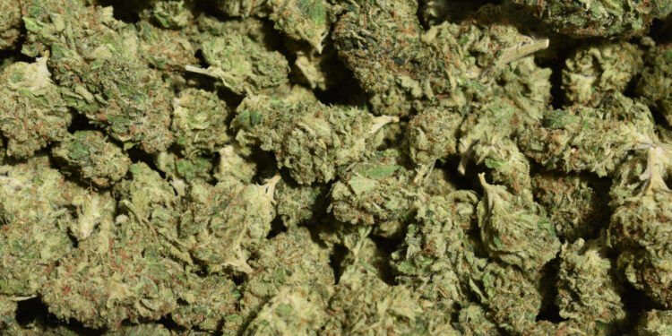 Advocates in Lubbock, Texas Collected Enough Signatures for Weed Decriminalization Initiative