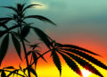 USDA Approves Low-THC Hemp Plants for U.S. Production, Breeding